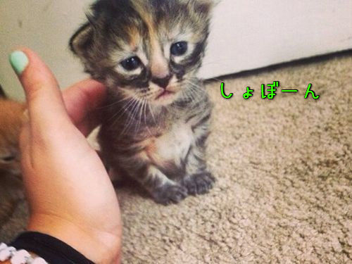 しょんぼり顔がいじらしい 慰めてあげたくなる動物たちの写真11枚 14年10月19日 エキサイトニュース