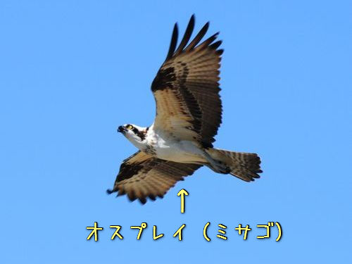 本家オスプレイ ミサゴという鳥 が急降下ダイブする姿は 想像を超えていた 14年11月18日 エキサイトニュース