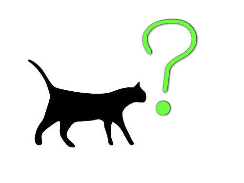 うちの猫 座り方がおかしいんだよ なぜか胸騒ぎがする写真 2015年2月13日 エキサイトニュース