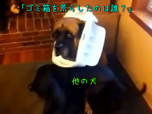 ゴミ箱を散らかした犬は誰なの 犯人はものすごくわかりやすかった 動画 15年2月日 エキサイトニュース