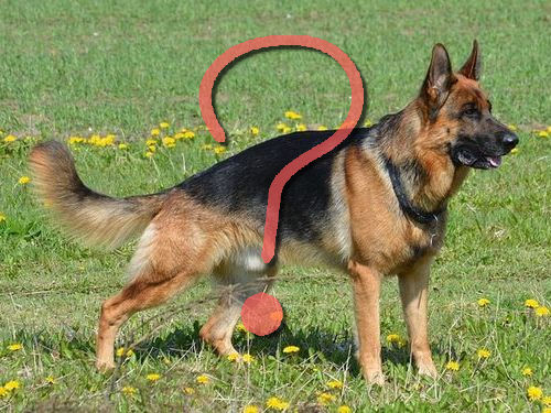 うちのジャーマン シェパードがカンガルーに見えるんだけど 確かに と納得してしまう写真 15年3月6日 エキサイトニュース