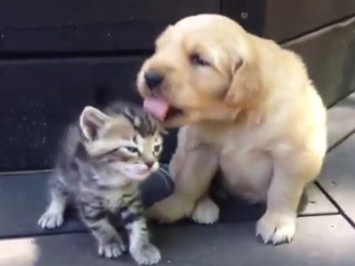 子猫がゴールデンレトリバーの子犬と仲良くなると こうなる 動画 15年5月7日 エキサイトニュース