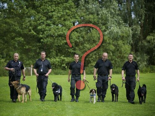 ご飯を待つ警察犬たち の姿があまりにもかわいい 15年6月9日 エキサイトニュース