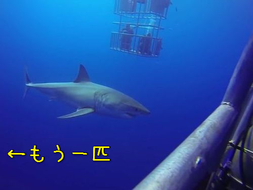 サメこわっ 海中でホホジロザメを撮影していたら そっちはおとりだった 動画 15年6月19日 エキサイトニュース