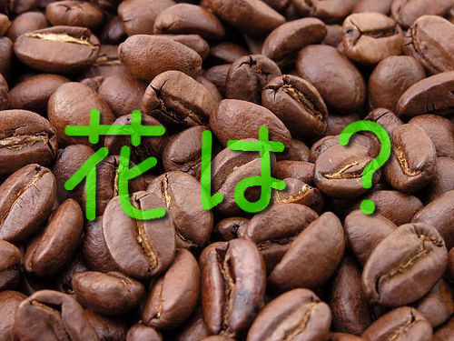 コーヒーの花は何色か知ってる コーヒーの木にはこんな花が咲く 15年11月5日 エキサイトニュース