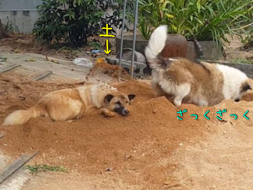 ここ掘れワンワン と穴を掘る犬 後ろの犬が大変なことに あれ 気にしないの 動画 16年4月12日 エキサイトニュース