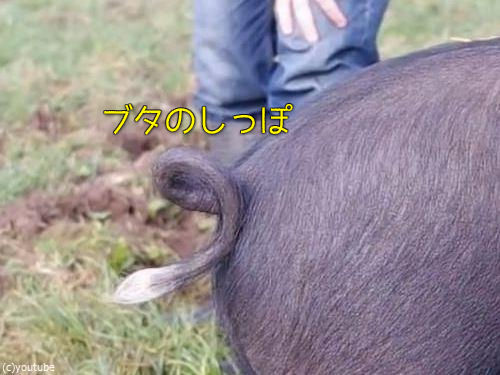 ブタのしっぽ をまっすぐにする方法があった 使うのはたった指一本 動画 16年6月15日 エキサイトニュース
