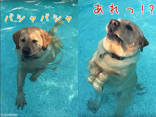 プールを必死に泳いでいた犬 底に足がつくことに気づく その結果 動画 16年6月21日 エキサイトニュース