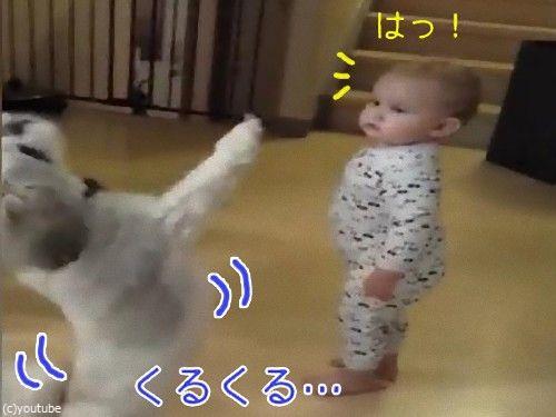 犬が立ってクルクル回る それを見た赤ちゃんもクルクル回る 動画 16年7月1日 エキサイトニュース