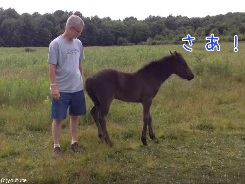 おしりをコチョコチョしてほしい子馬 後ろ歩きで猛アピール 動画 16年7月29日 エキサイトニュース