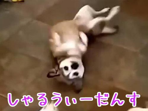 犬がお腹を出してクネクネを始める それを見た別の犬の行動は えっ 動画 16年10月19日 エキサイトニュース