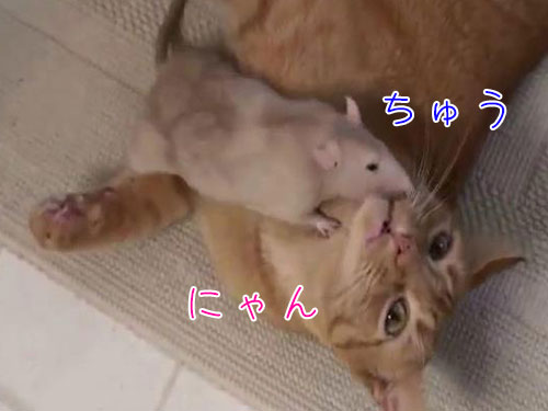 これこそリアル トムとジェリー とても仲良しな猫とネズミの関係 動画 16年10月30日 エキサイトニュース