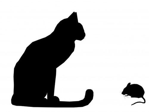 ネズミと猫が仲良しだなんて あるわけない この2匹 親友だ 16年12月日 エキサイトニュース
