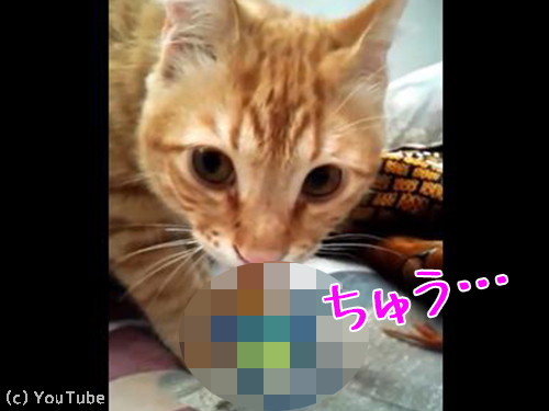 猫におしゃぶりを与えたら ちゅうちゅう が病み付きに 動画 17年1月13日 エキサイトニュース