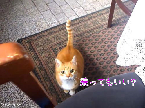 猫 ヒザの上に乗ってもいいですか 飼い主にひたすら甘える毎日 動画 17年1月18日 エキサイトニュース