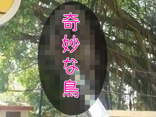 目の前にポケモンに出てきそうな鳥がいた 南米ベネズエラで撮影された写真 17年1月27日 エキサイトニュース