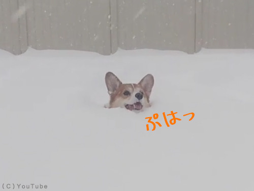 まるで泳いでるみたいだ 大雪ではしゃぐコーギー犬 動画 17年1月28日 エキサイトニュース