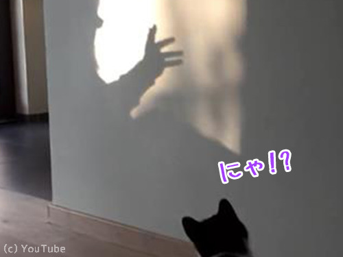 影絵を見た猫 にゃにゃにゃっ アクロバティックな動きで対抗 動画 17年2月2日 エキサイトニュース