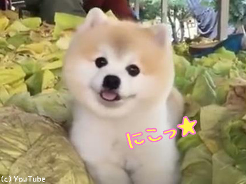 これは天使の笑顔 キャベツの山でニッコリする犬 動画 17年2月23日 エキサイトニュース