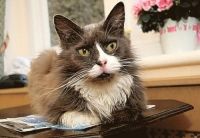 老人ホームに入居するため猫と別れた女性→2週間後…女性を追って猫が現れる