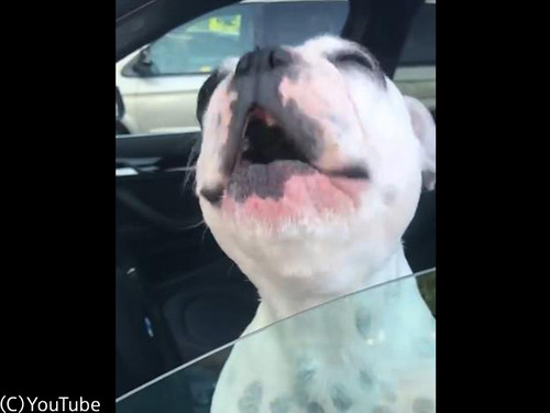 オペラ歌手顔負けの美声を持つ犬 ブルドッグの歌声 動画 18年6月7日 エキサイトニュース