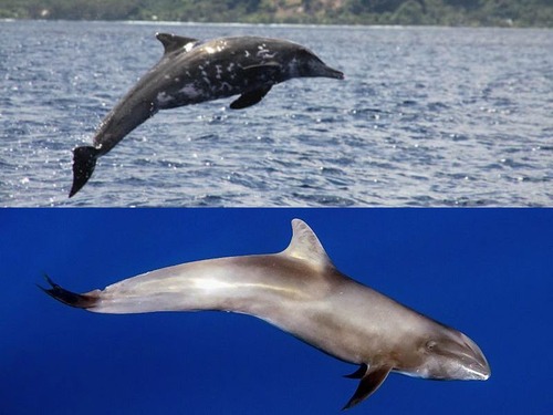 ハワイで発見された謎の海棲哺乳類 イルカとクジラの混血種であることが判明 18年12月18日 エキサイトニュース