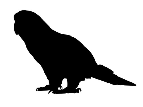 史上最大サイズのインコの化石が見つかる 体高1m 体重7kg ニュージーランド 19年8月7日 エキサイトニュース