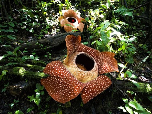 史上最大の花 ラフレシア インドネシアで史上最大の個体が見つかる 年1月6日 エキサイトニュース
