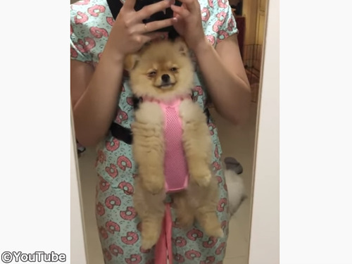 犬に抱っこヒモをつけてみた結果 快適過ぎて寝ちゃった 動画 年2月18日 エキサイトニュース