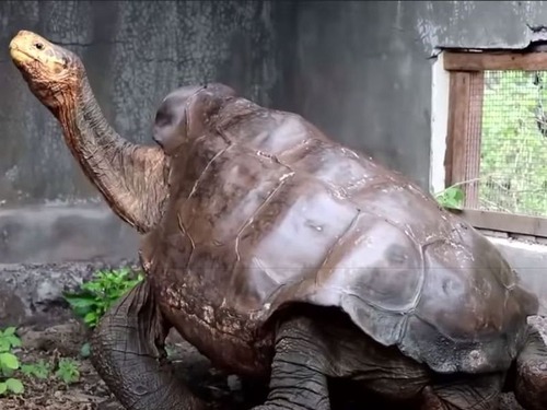 絶滅の危機を救った 絶倫 亀が引退し故郷に戻る ガラパゴス諸島のエスパニョーラゾウガメ 年6月27日 エキサイトニュース
