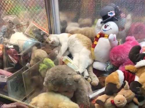 外国人 クレーンゲームの中で猫が眠っていたで 挑戦してみた 動画 年7月11日 エキサイトニュース