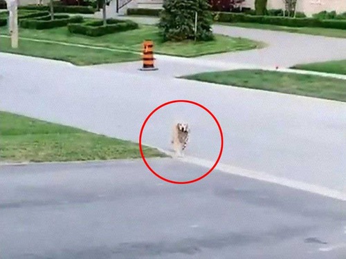 散歩が待ちきれない犬が脱走してしまったけど 行儀正しい 動画 年7月21日 エキサイトニュース