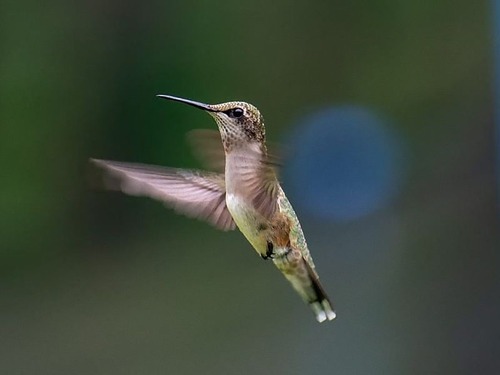 このハチドリの巣は なんてオシャレなんだ 年9月6日 エキサイトニュース