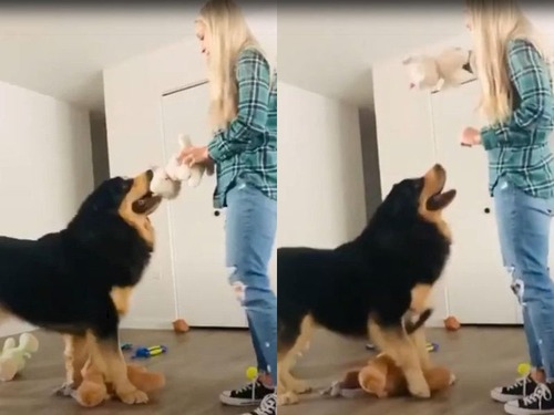 女性にちょっとしたハプニング 大型犬と遊ぶときに気を付けたほうがいいこと 動画 年12月日 エキサイトニュース