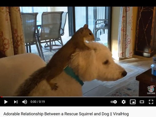 拾われたリス 拾われた犬を乗りこなす 動画 21年5月17日 エキサイトニュース 拾われたリス 拾われた犬を乗りこなす 動画 21年5月17日 エキサイトニュース