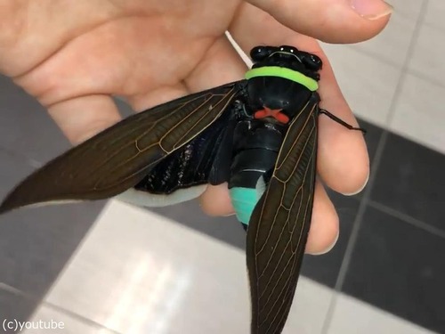 見れば見るほど おもちゃにしか見えないセミ タクア スペキオサ 21年7月8日 エキサイトニュース