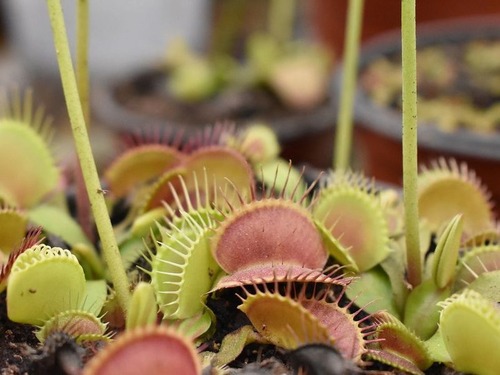 ハエトリグサの花がどんな風に咲くか知ってる 特徴的な花には理由があった 21年7月18日 エキサイトニュース ハエトリグサの花がどんな風に咲くか知ってる 特徴的な花には理由があった 21年7月18日 エキサイトニュース