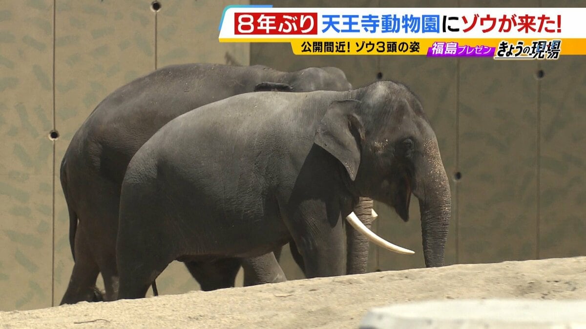 天王寺動物園に新しいゾウ！みんなで楽しむ動物園コラボ