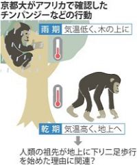 ＜人類＞地上生活は体温調節が始まりか　京大霊長類研究員