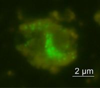 ＜米・地中深い泉水＞呼吸もしない「常識外れの微生物」発見