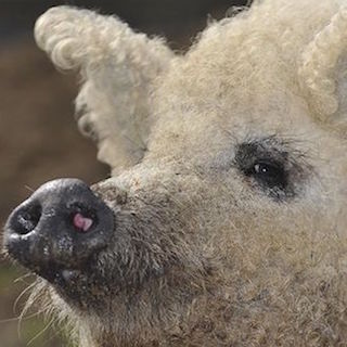 世界1可愛い豚 世界1高いソーセージにされる 国宝にも指定されたキュートな豚に悲劇 15年11月5日 エキサイトニュース