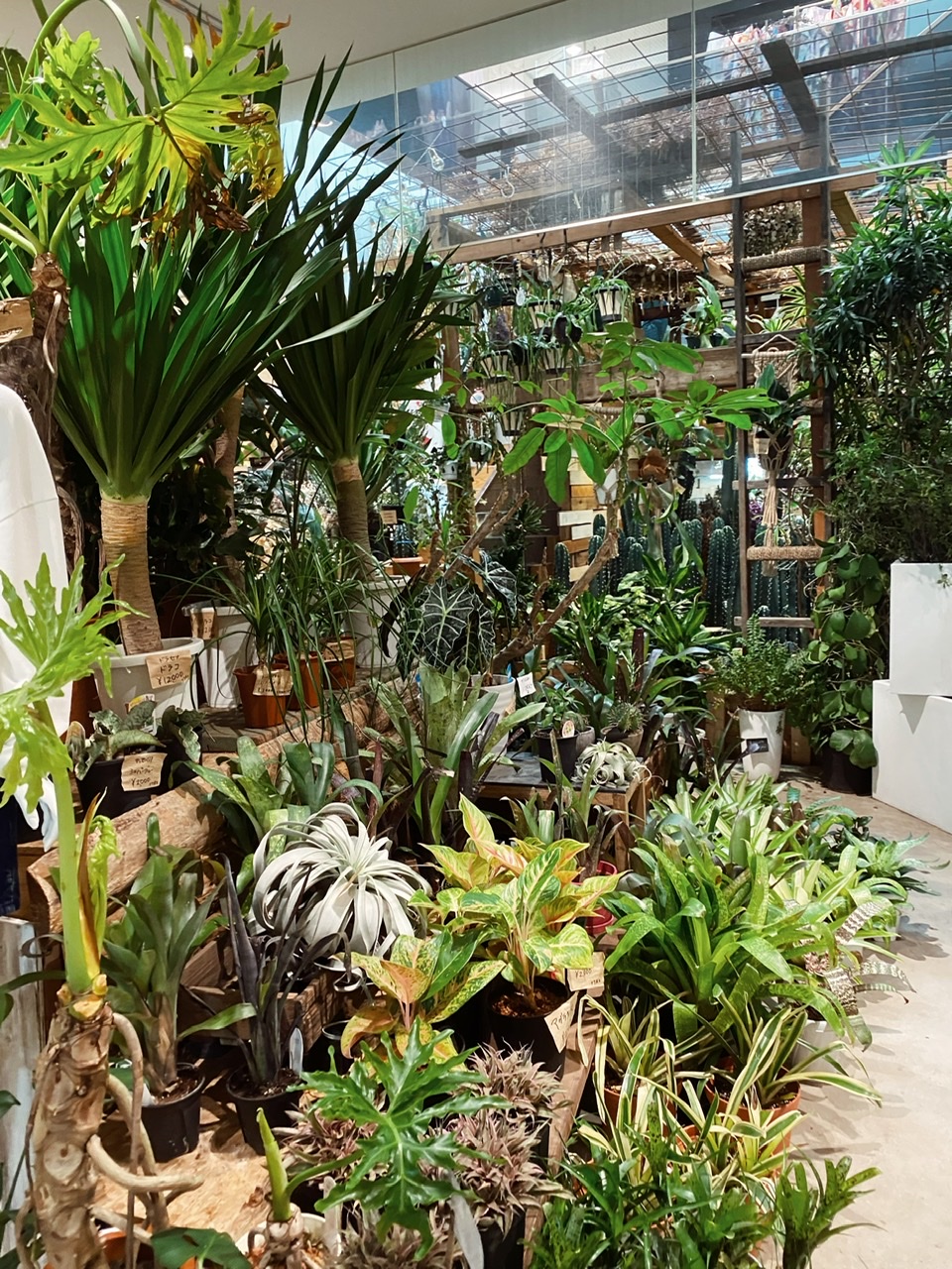 お部屋に観葉植物を 横浜マリン ウォークでショッピング ローリエプレス