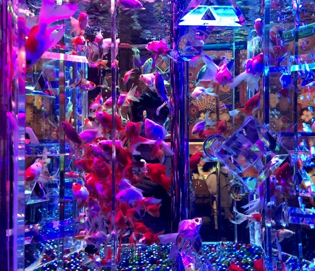 都内お出かけ チケット予約必須 第六感で楽しむ美術館 パワーアップして帰ってきたアートアクアリウム ローリエプレス