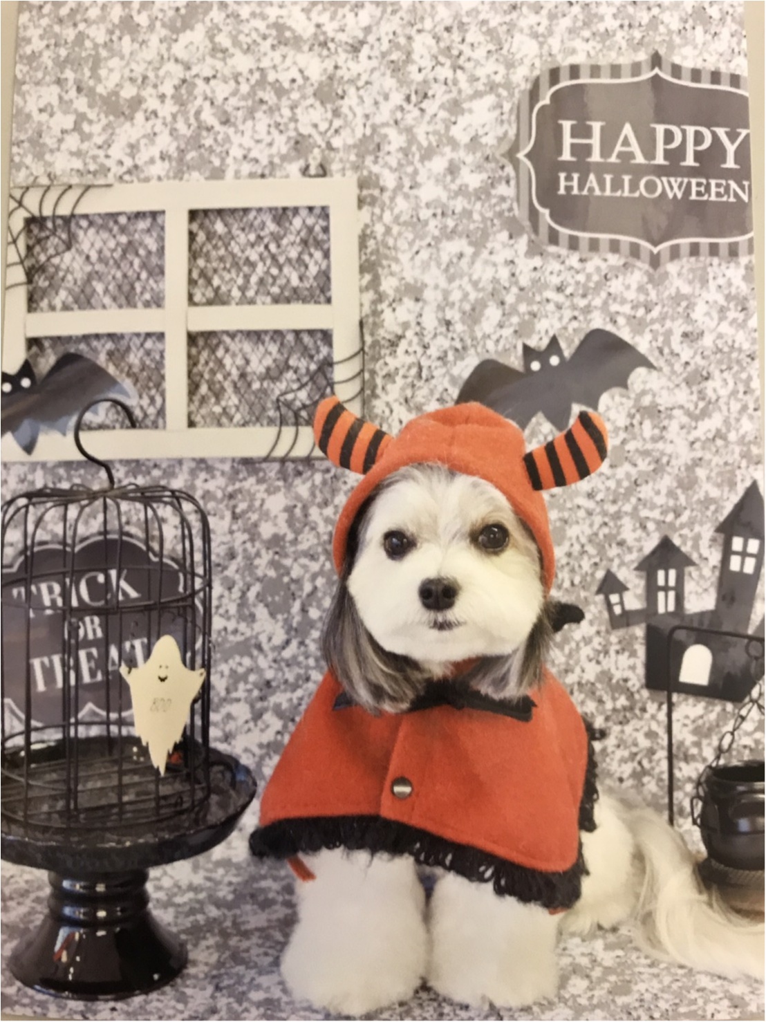 今月のわんこ チワワとマルチーズのミックス犬 太郎くんのコスプレ5選 ハロウィンの参考にしてみて ローリエプレス