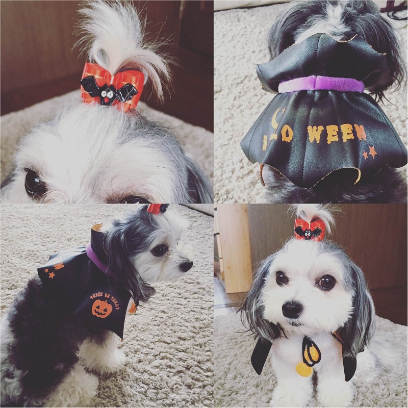 今月のわんこ チワワとマルチーズのミックス犬 太郎くんのコスプレ5選 ハロウィンの参考にしてみて ローリエプレス