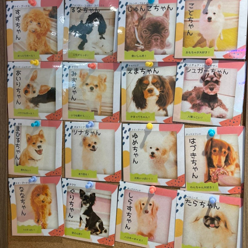 子犬カフェrio 原宿店に行ってきた ローリエプレス