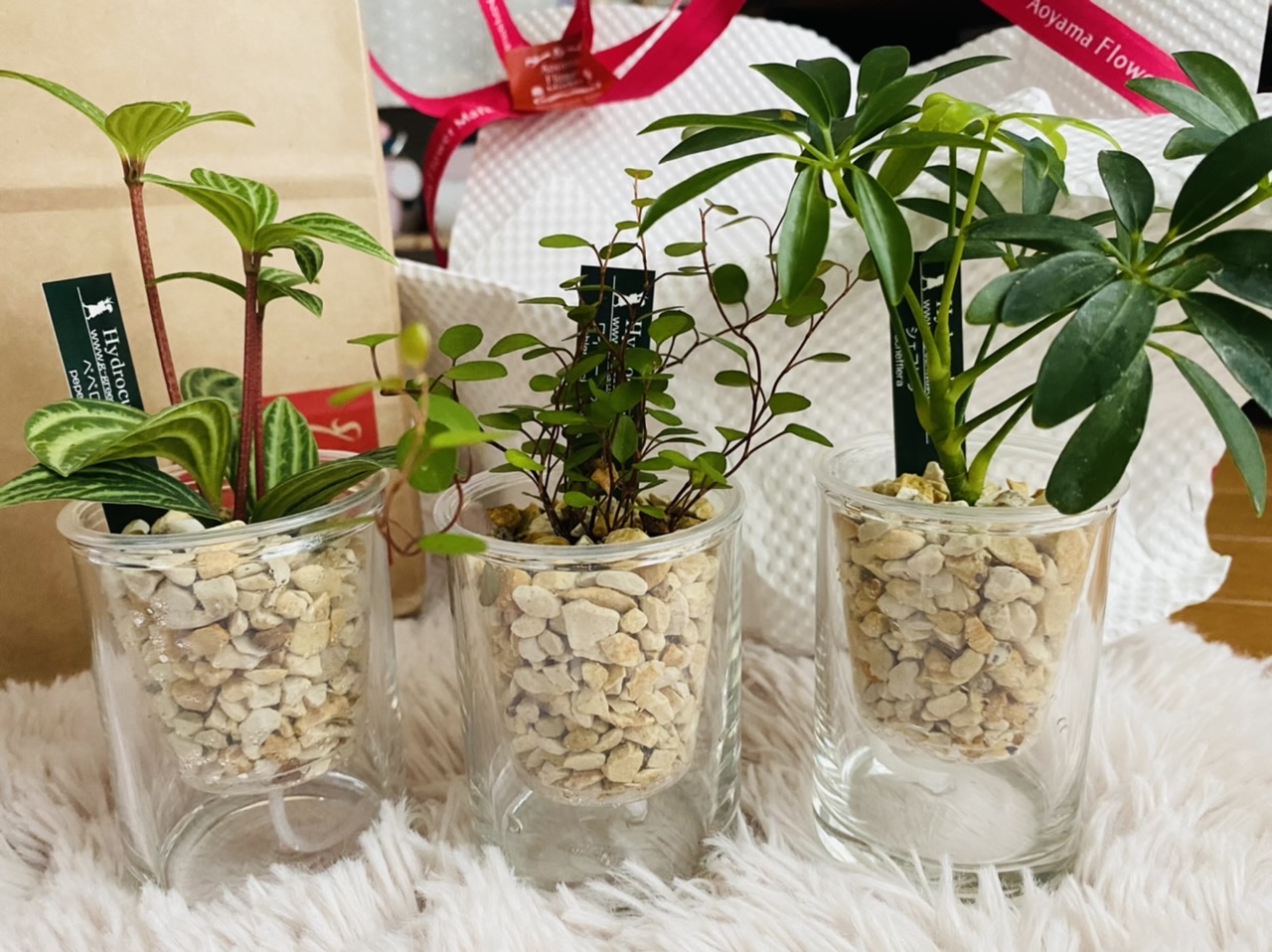 青山フラワーマーケット 土不要 ハイドロカルチャー で手軽に緑のある生活 ローリエプレス