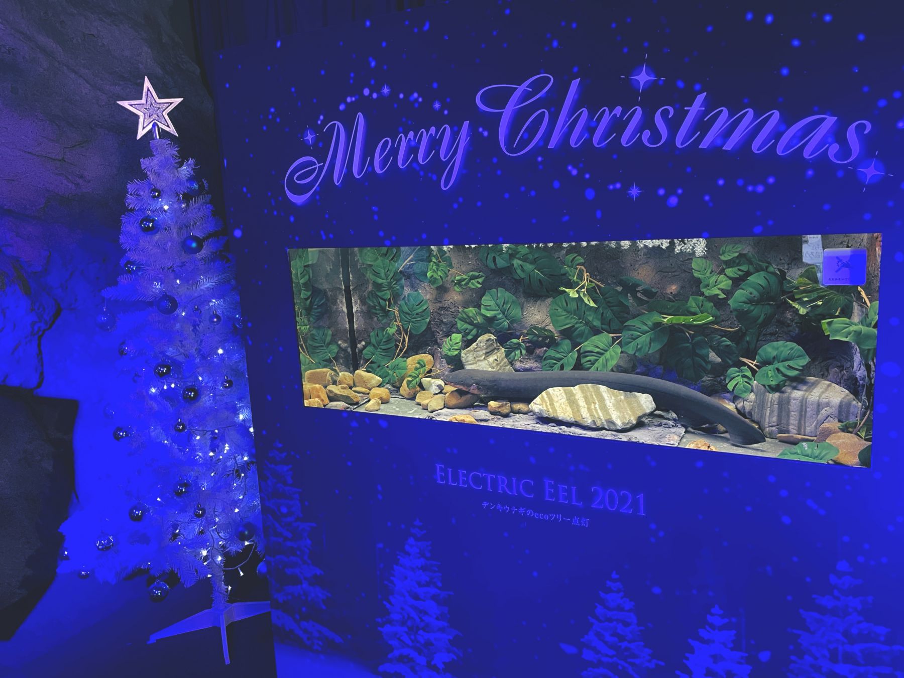 クリスマス気分 冬 クリスマス仕様の 新江ノ島水族館 が映える ローリエプレス