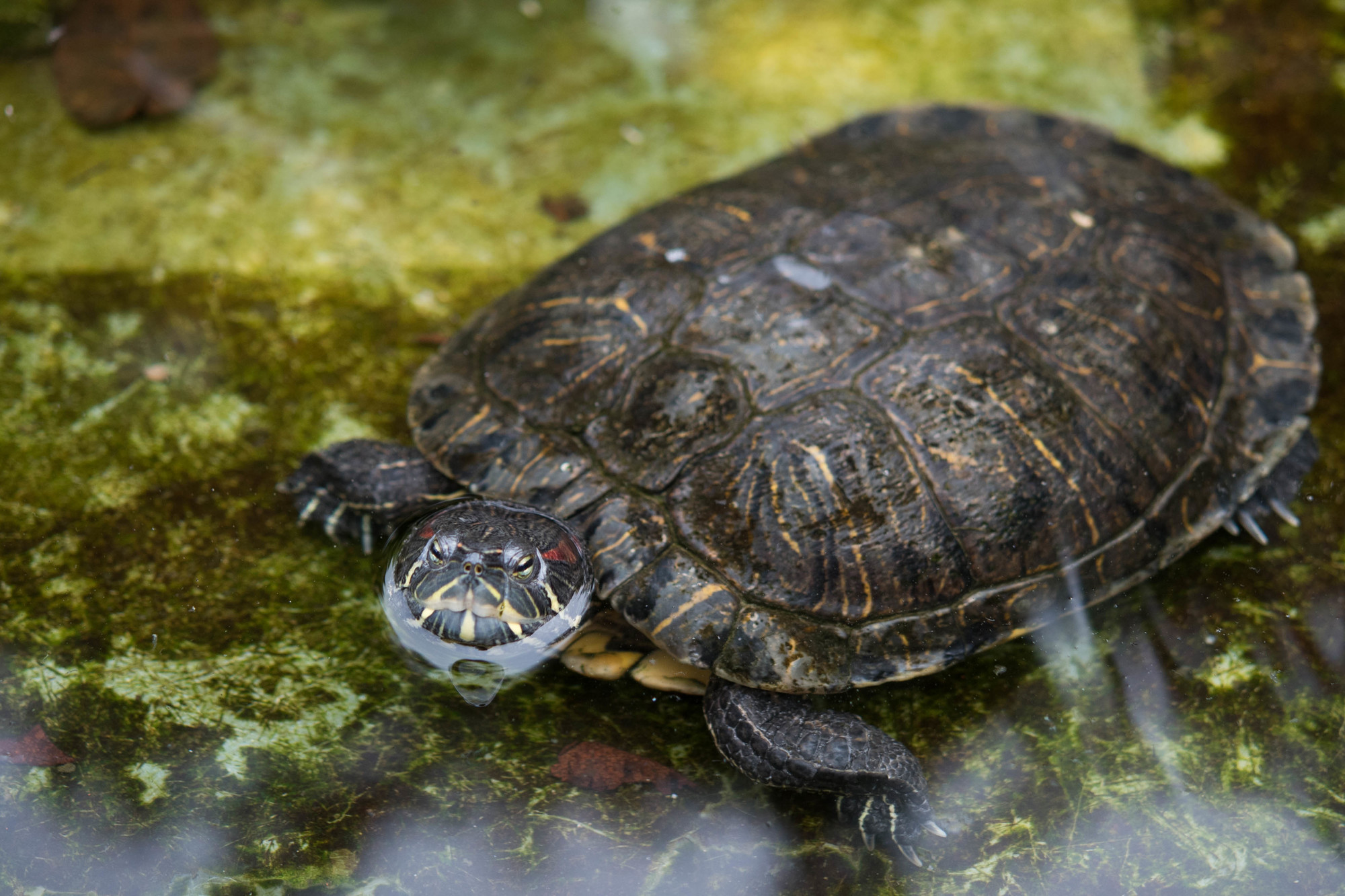 外来種生物が自然にもたらす 良い影響 に関する議論 17年6月26日 エキサイトニュース