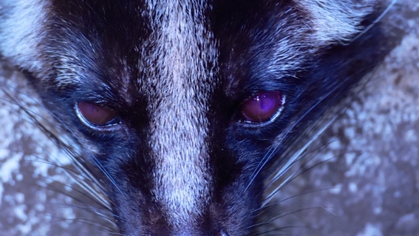 まさか うちの天井裏に動物がいるのはなぜ 18年9月18日 エキサイトニュース